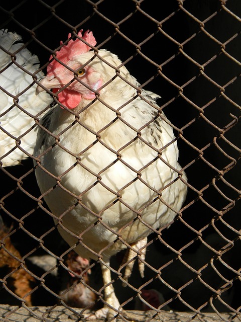 该队的整体 该队的整体